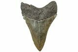 Serrated, Fossil Megalodon Tooth - South Carolina #310058-1